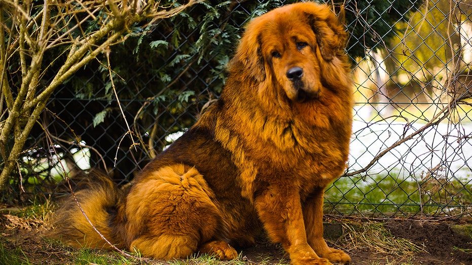 Man confronts woman over large dog in fast-food restaurant, sparking online debate Church Find